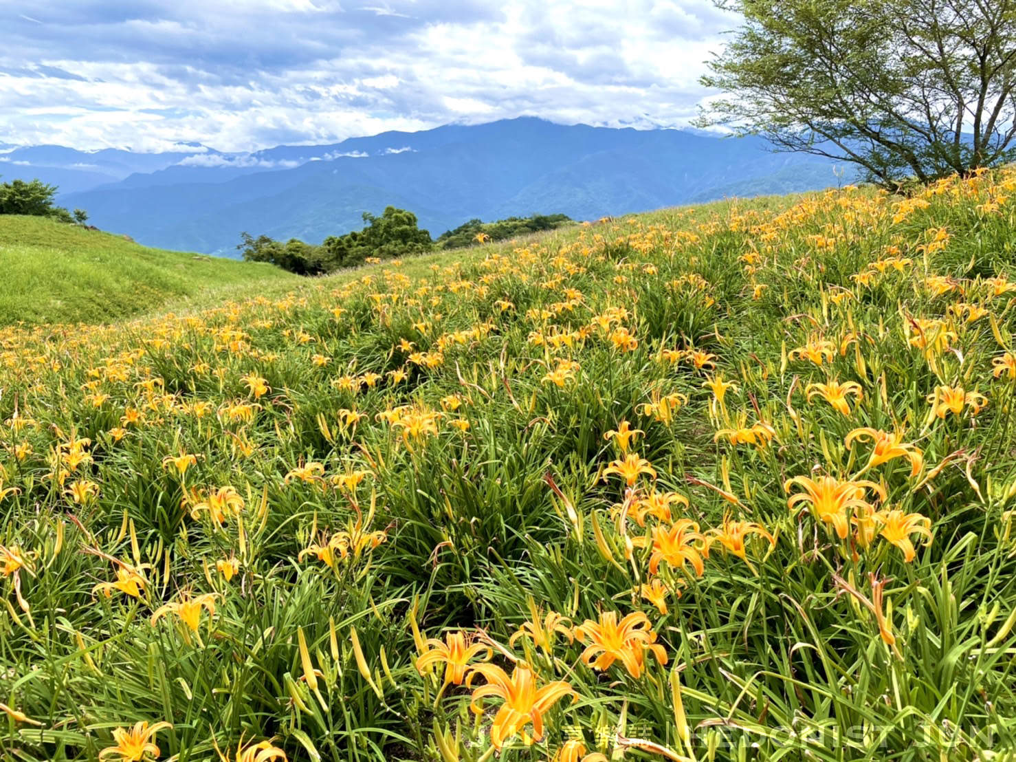 【花蓮玉里、富里】六十石山&赤柯山 兩大金針花名山一日遊 燃燒初秋的忘憂黃花 - 第22張圖