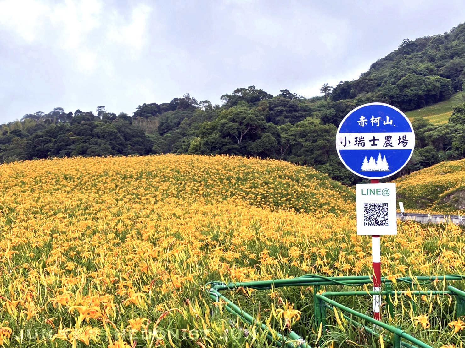 【花蓮玉里、富里】六十石山&赤柯山 兩大金針花名山一日遊 燃燒初秋的忘憂黃花 - 第58張圖