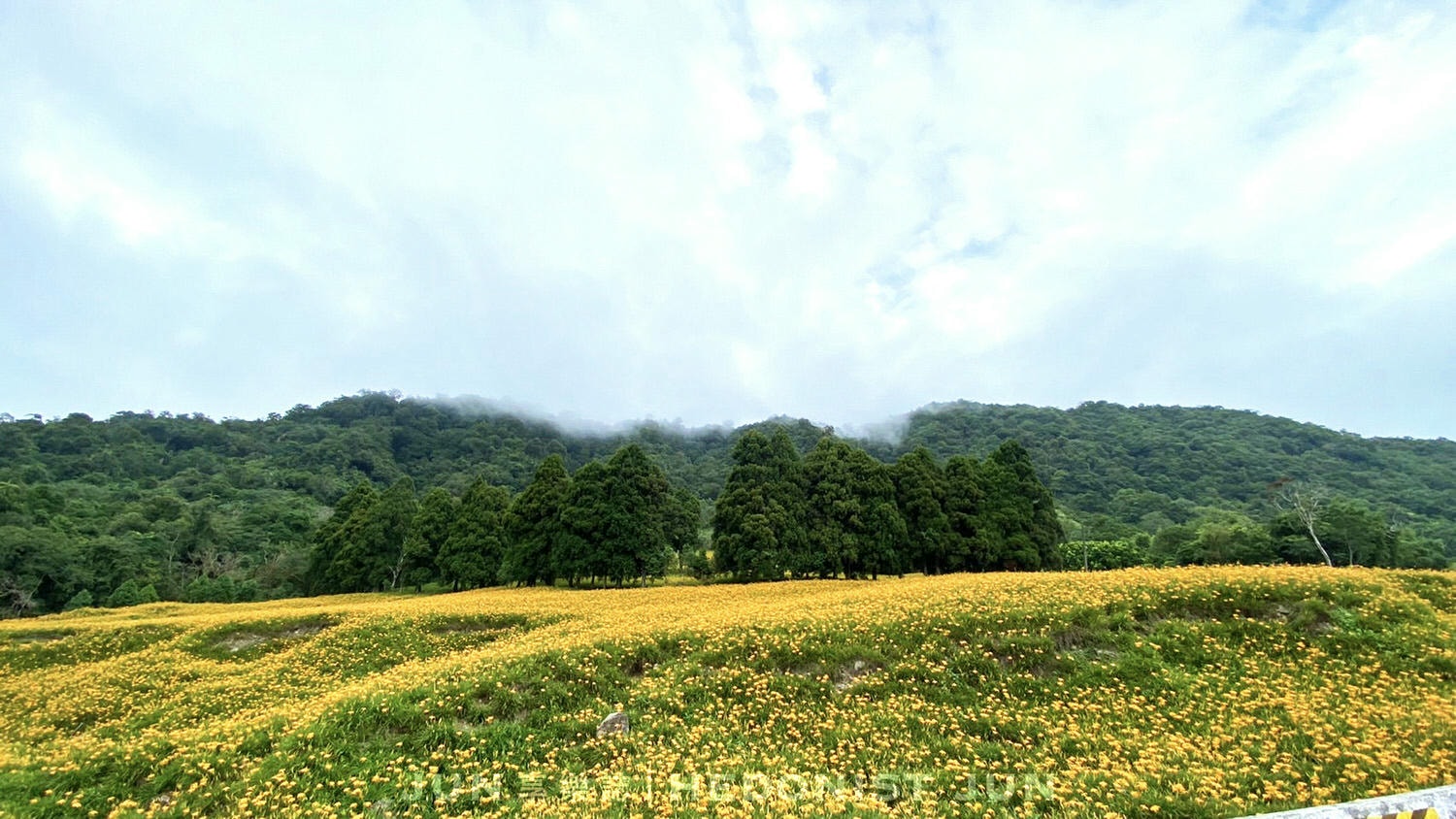 【花蓮玉里、富里】六十石山&赤柯山 兩大金針花名山一日遊 燃燒初秋的忘憂黃花 - 第60張圖