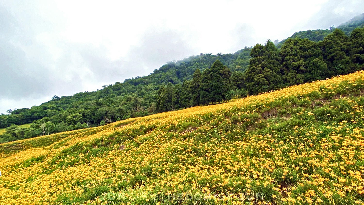 【花蓮玉里、富里】六十石山&赤柯山 兩大金針花名山一日遊 燃燒初秋的忘憂黃花 - 第61張圖