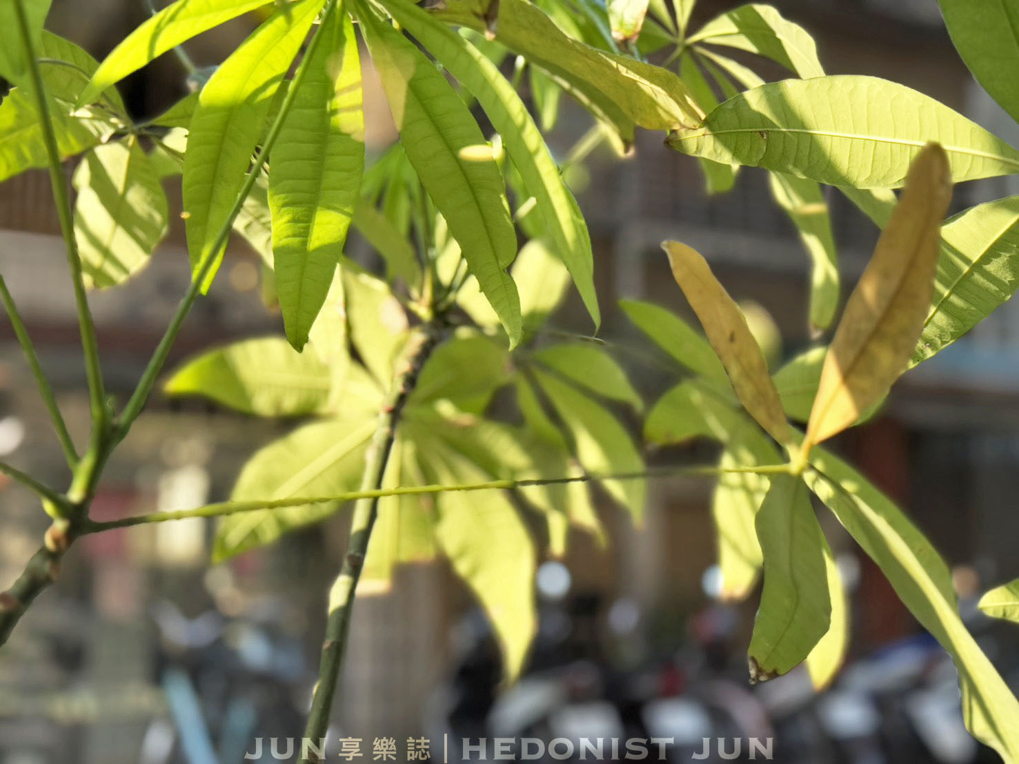 《台北‧大安》珠寶盒法式點心坊(遠企安和店)-在都市叢林渡過優雅甜美的午後時光 - 第8張圖